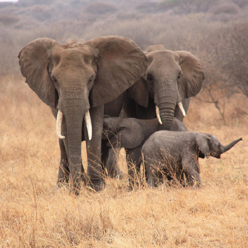Tanzanie, Zanzibar, Kilimandjaro